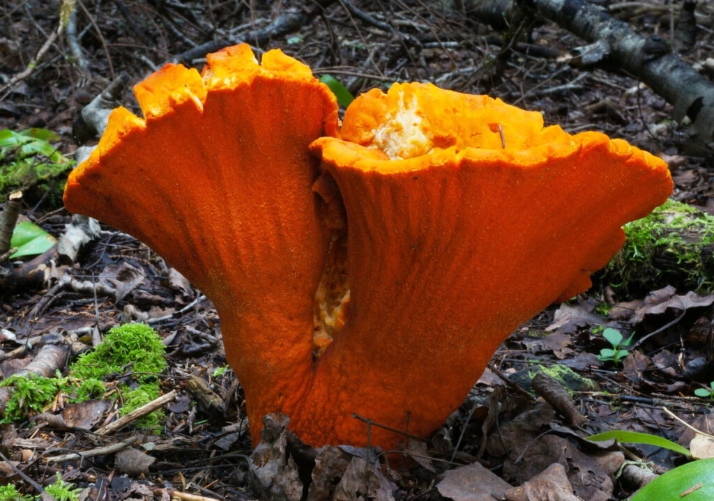 Lobster Mushroom