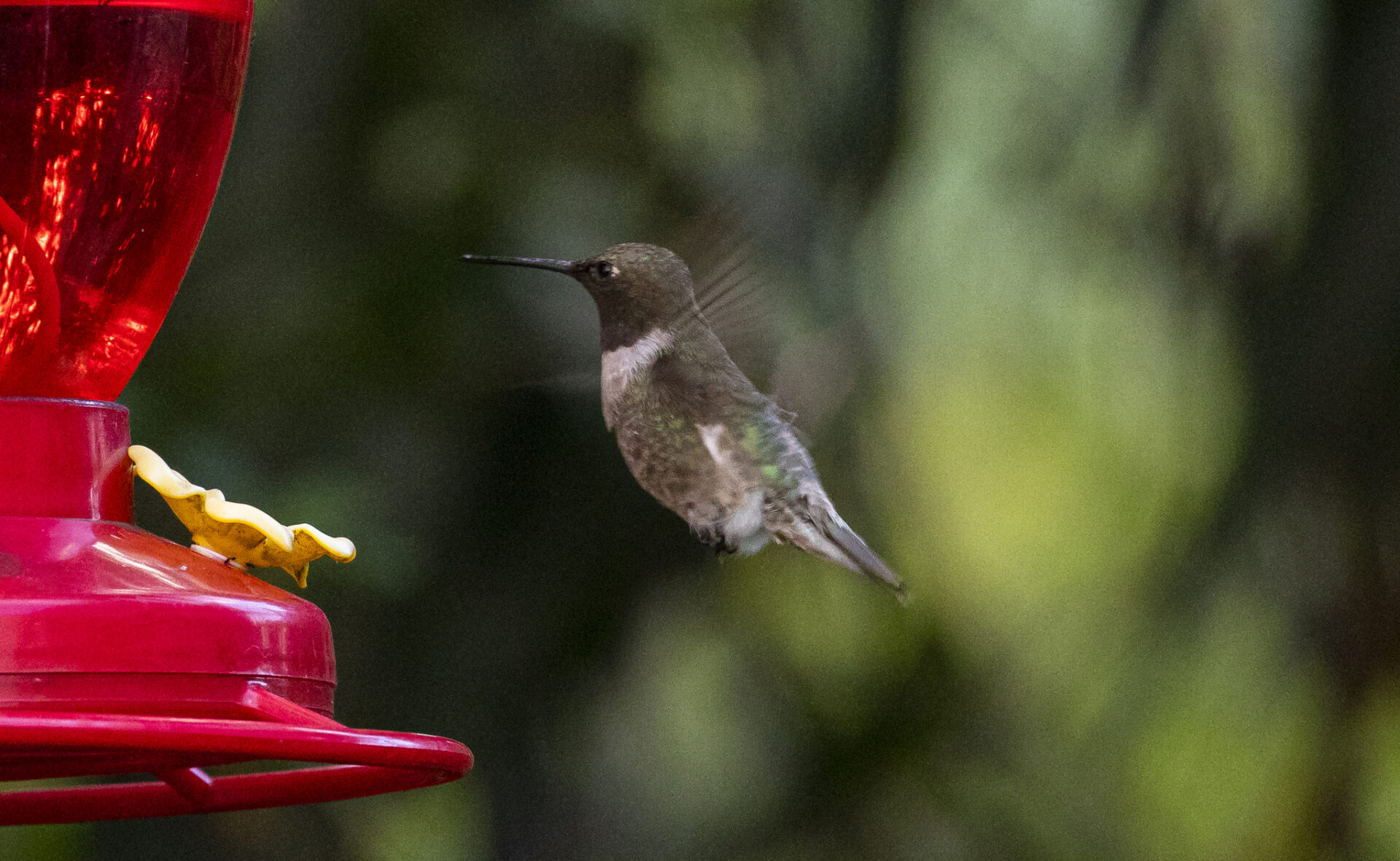 Black-chinned Hummingbird