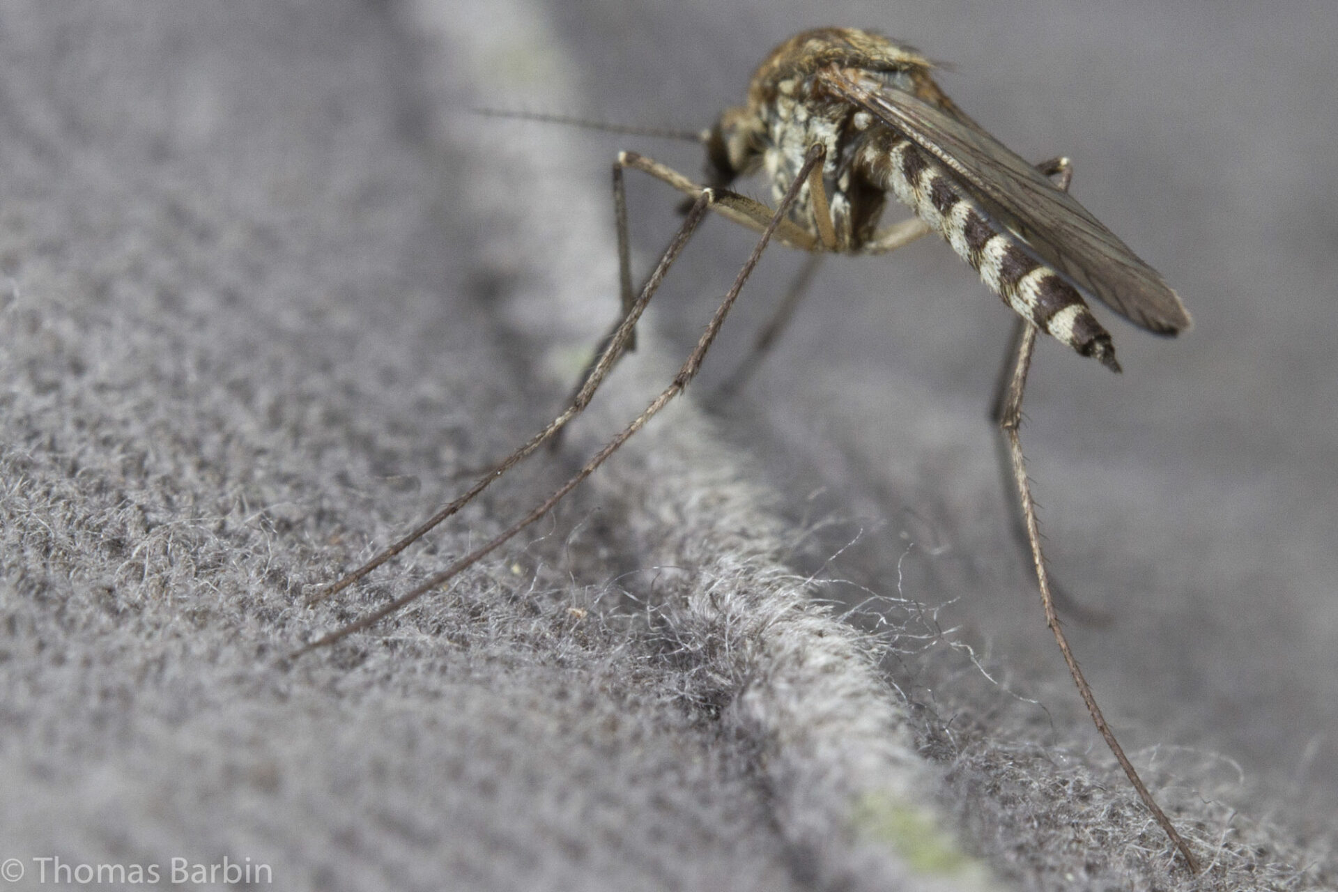 Aedes Hexodontus