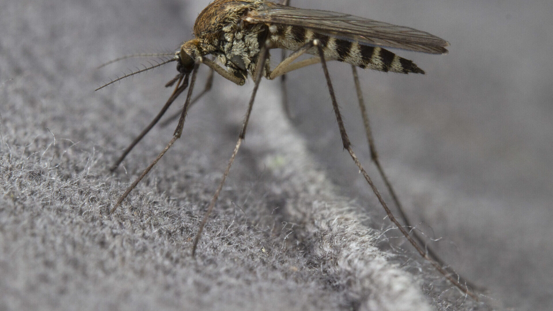Aedes Hexodontus