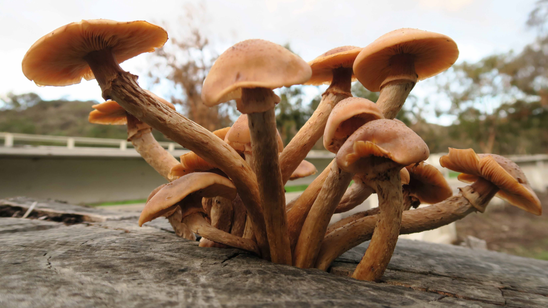 Armillaria Mellea