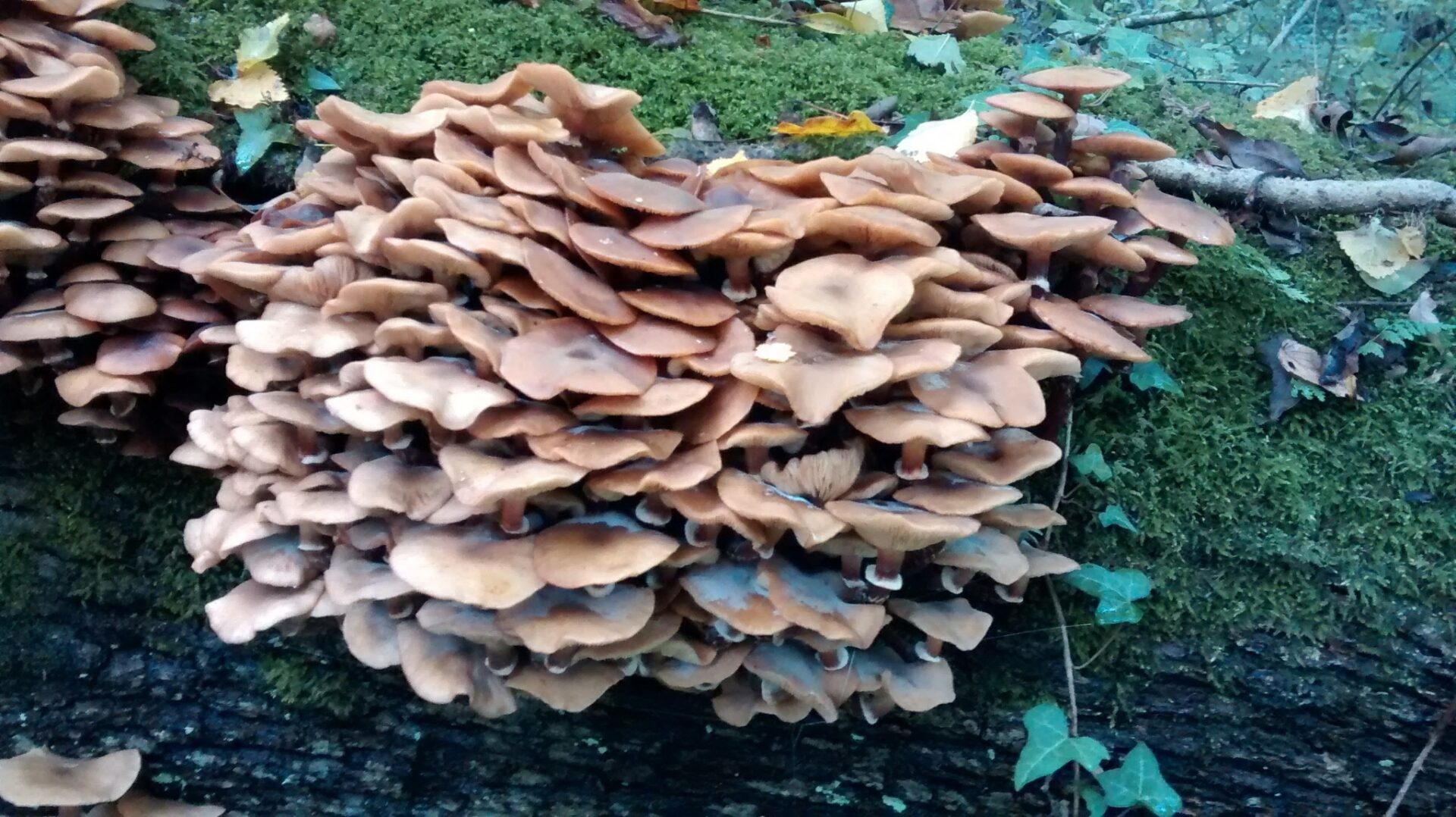 Armillaria Mellea
