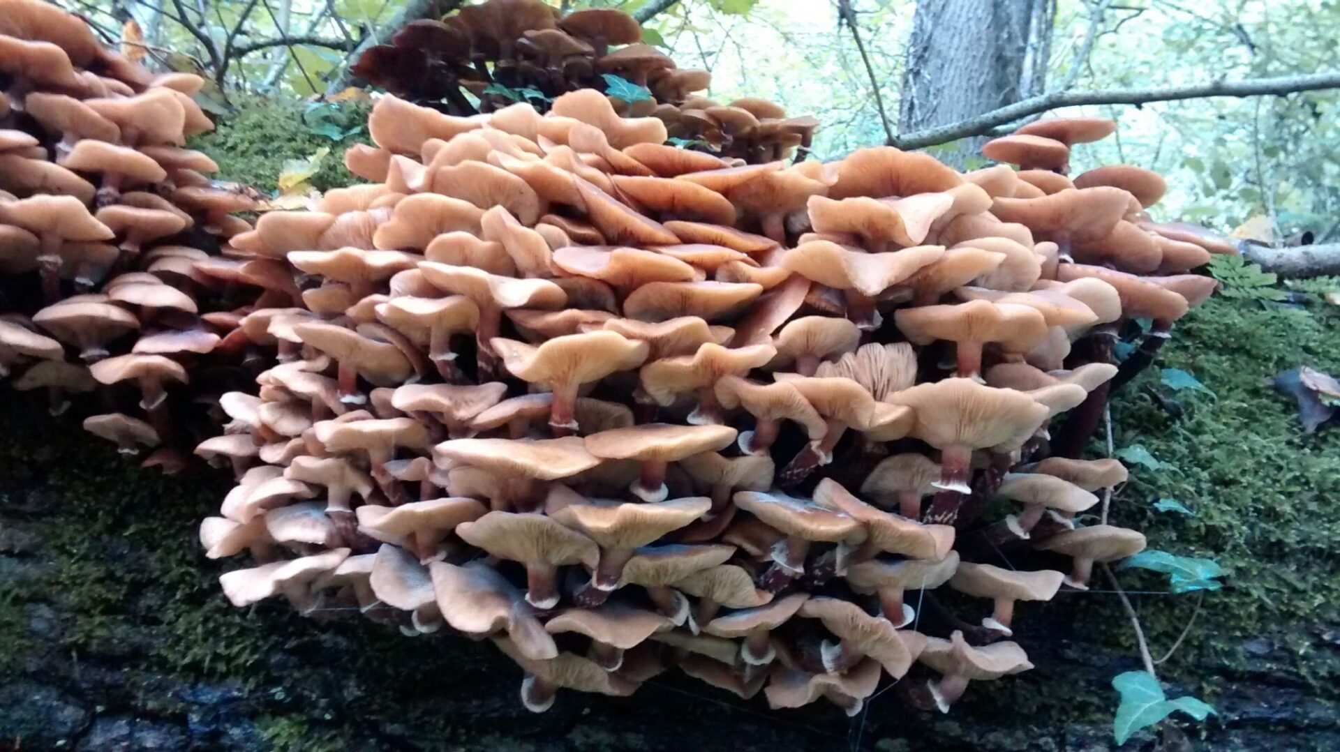 Armillaria Mellea