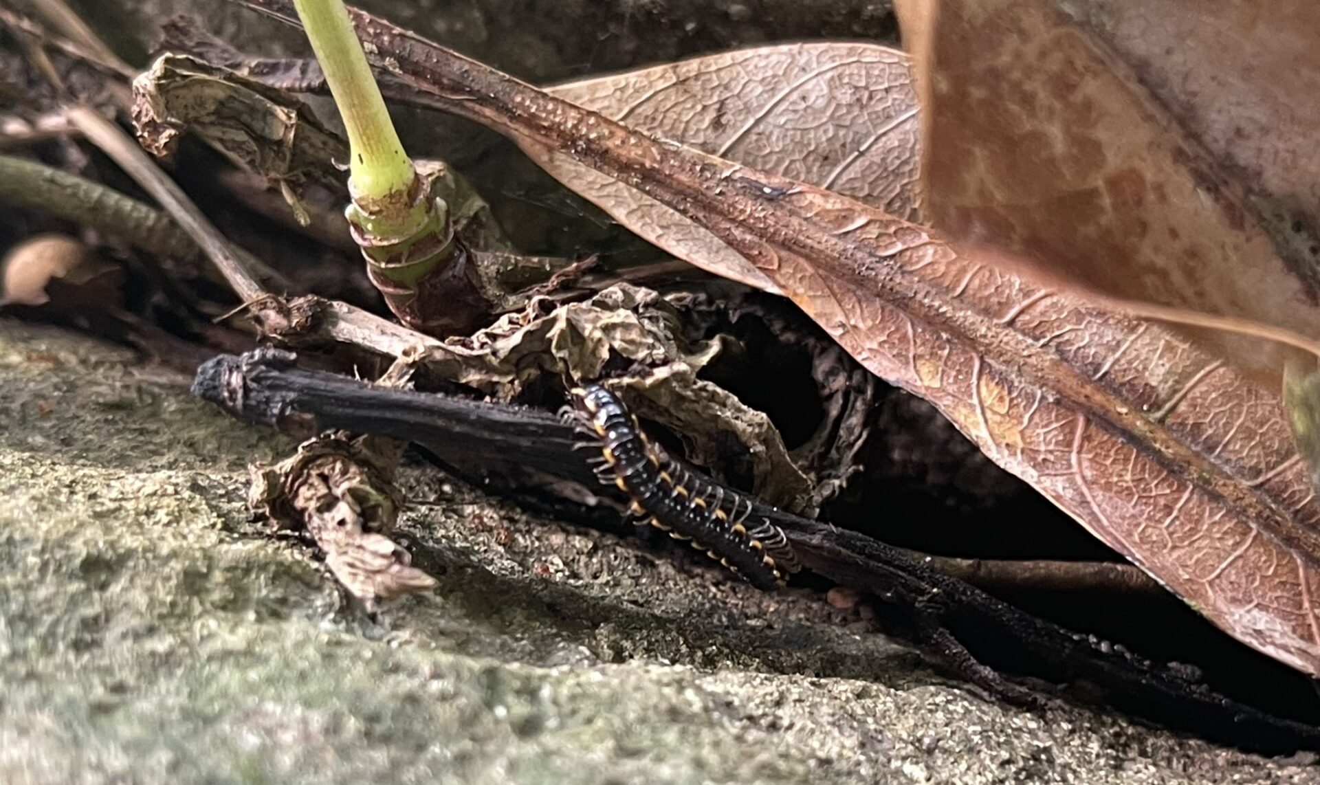 Asiomorpha Coarctata