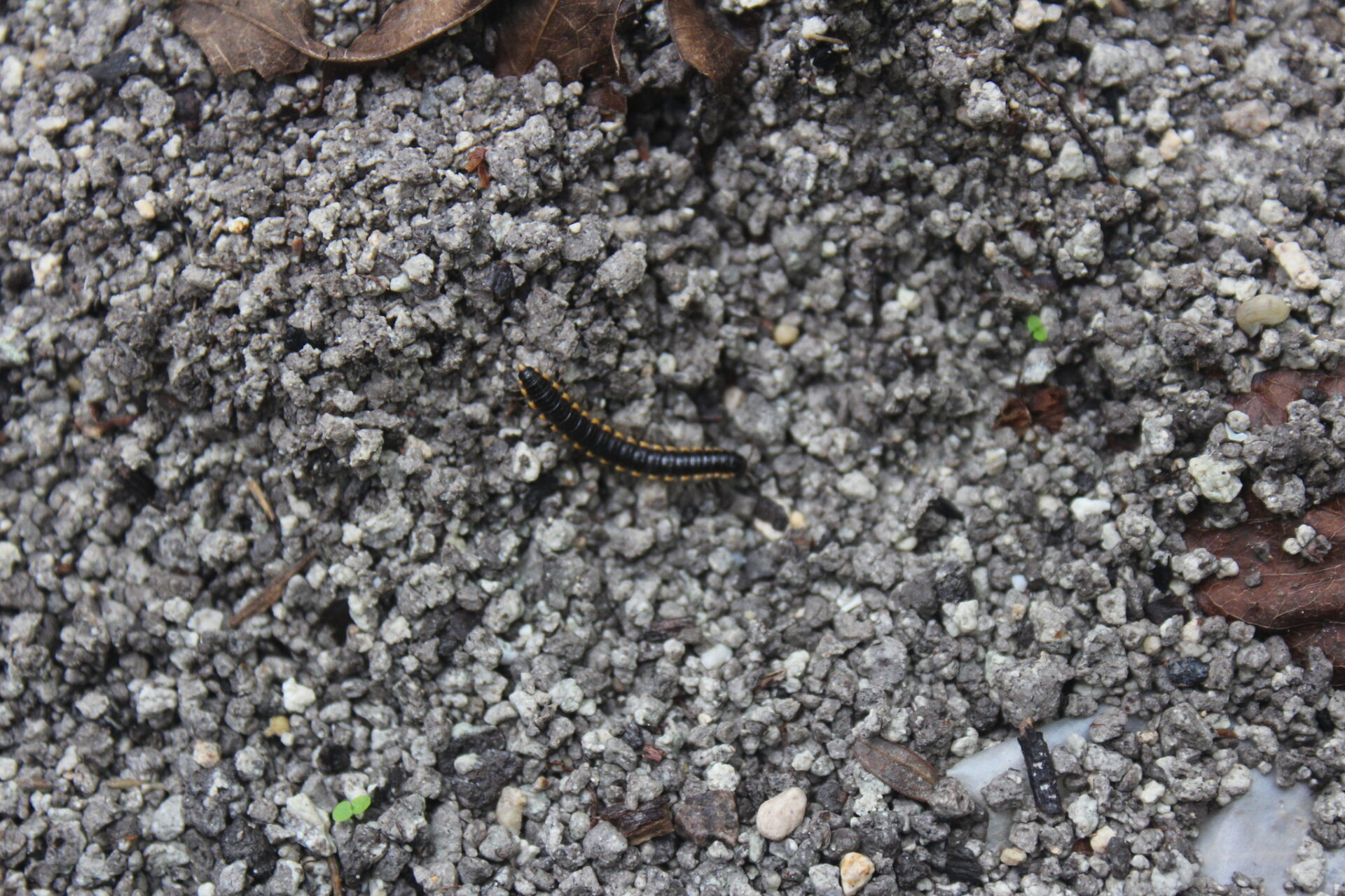 Asiomorpha Coarctata