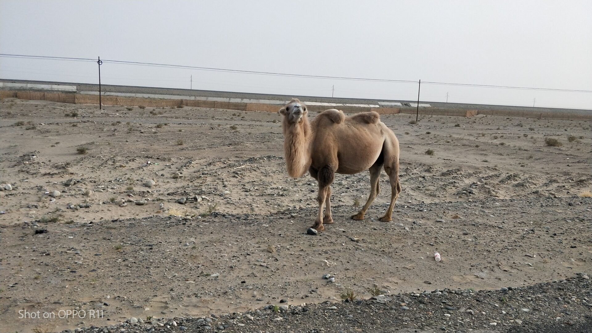 Bactrian Camel