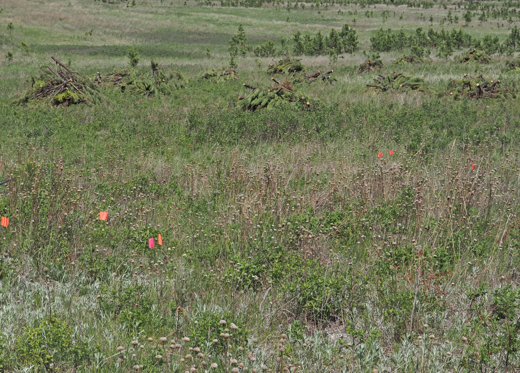 Botrychium Gallicomontanum