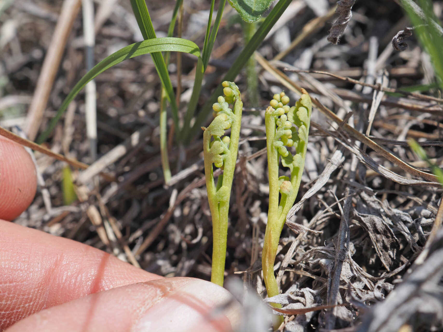 Botrychium Gallicomontanum