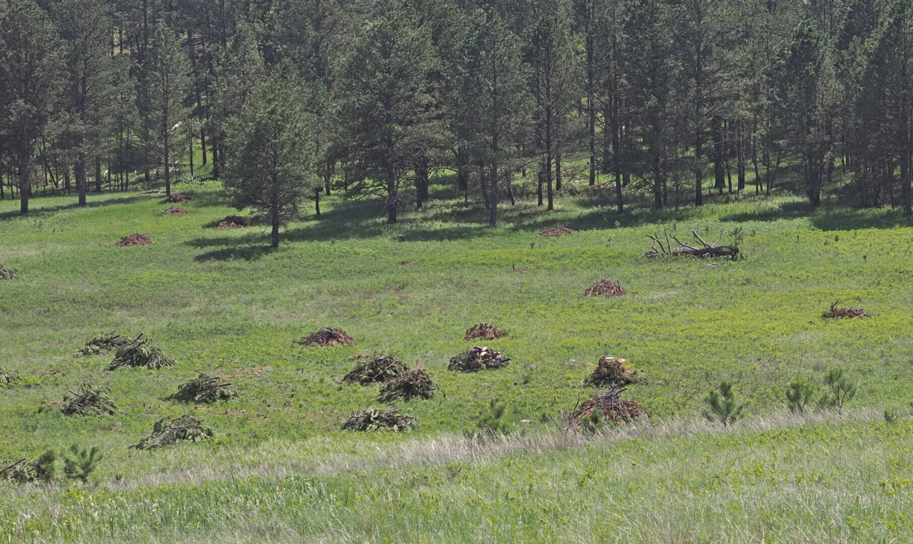 Botrychium Gallicomontanum