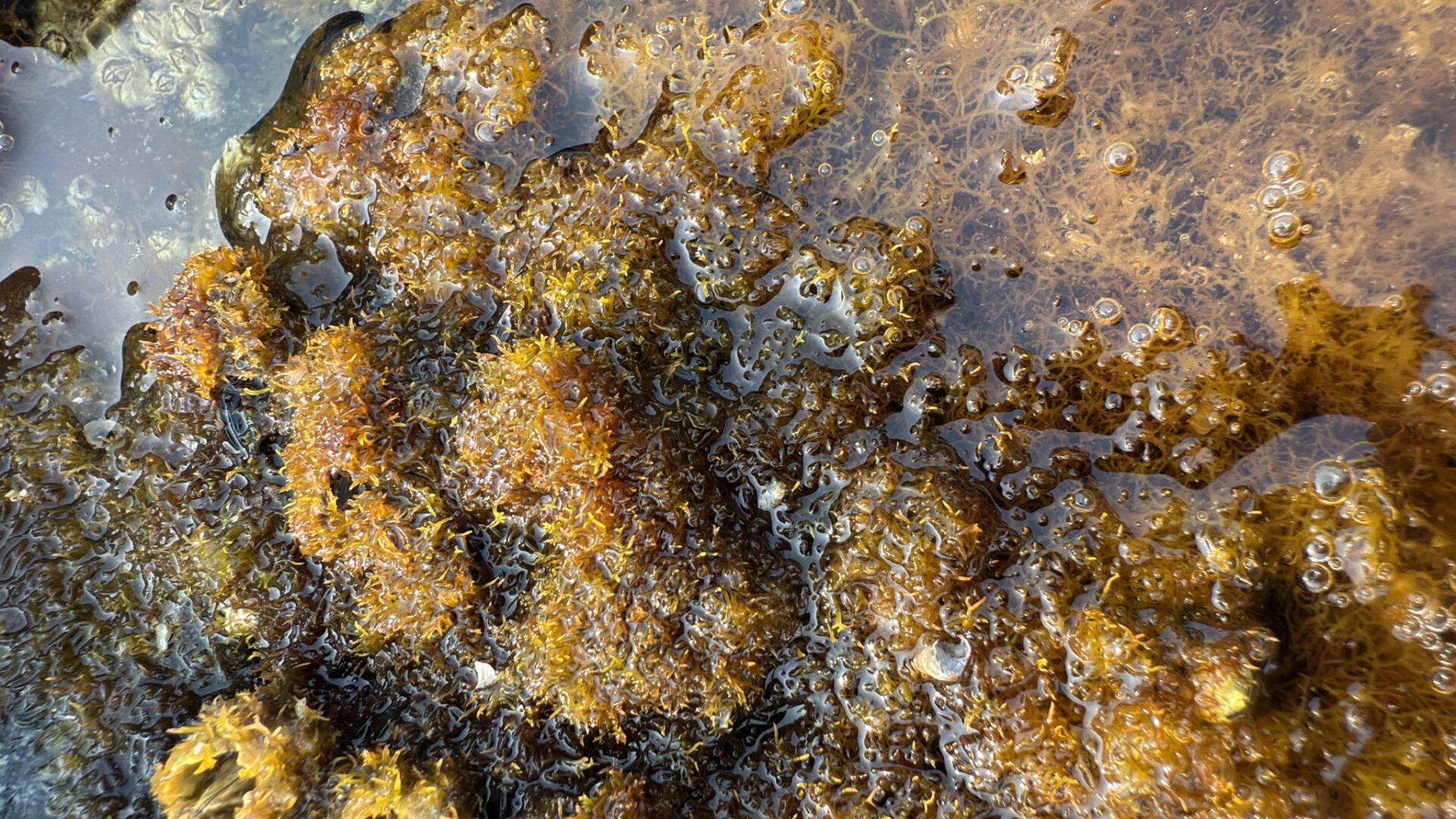 Caulacanthus Okamurae