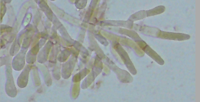 Ceriporia Reticulata