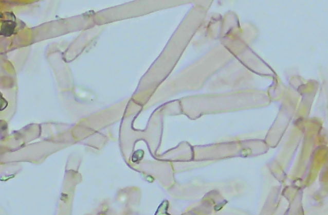 Ceriporia Reticulata