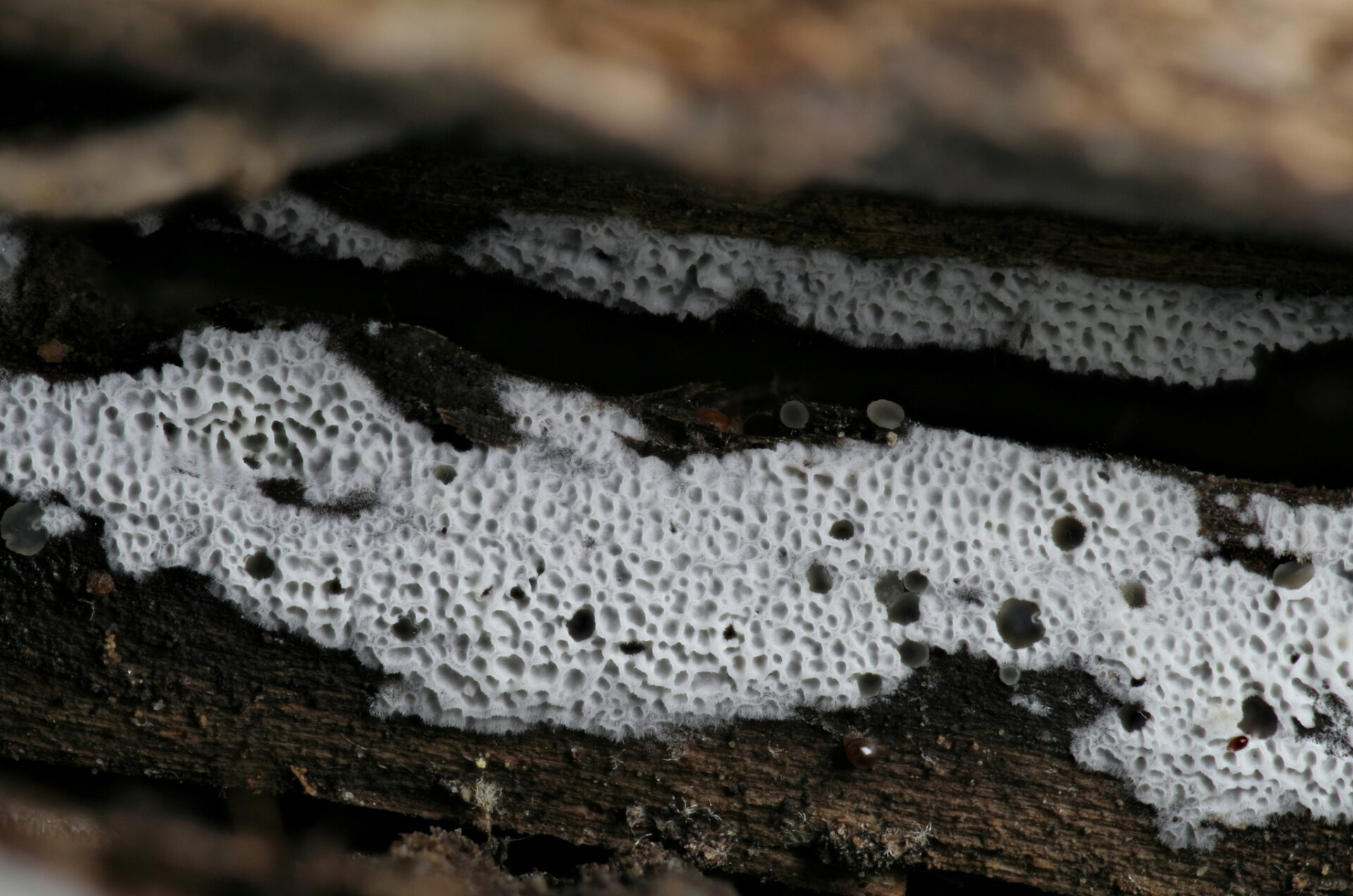 Ceriporia Reticulata