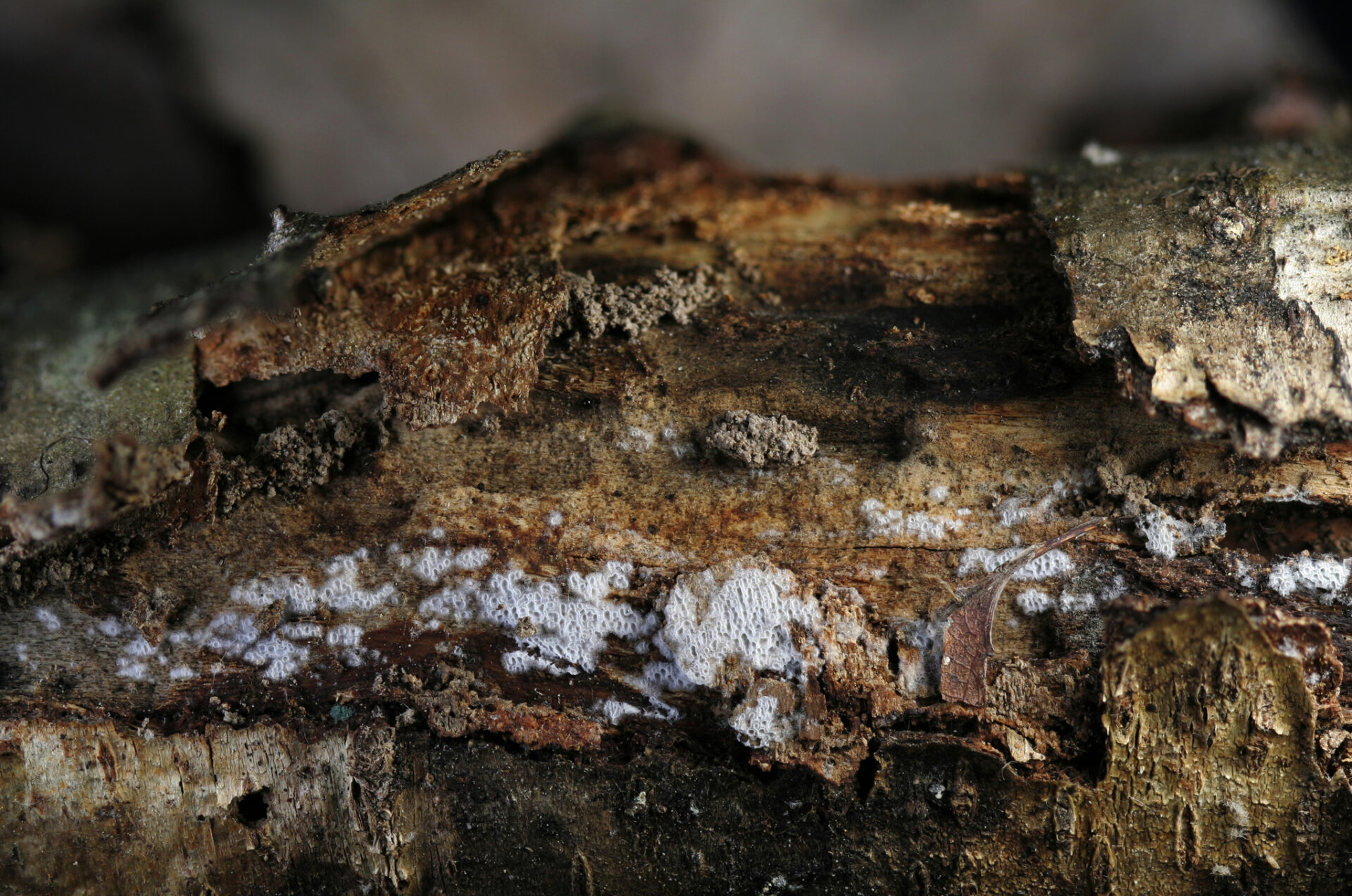 Ceriporia Reticulata