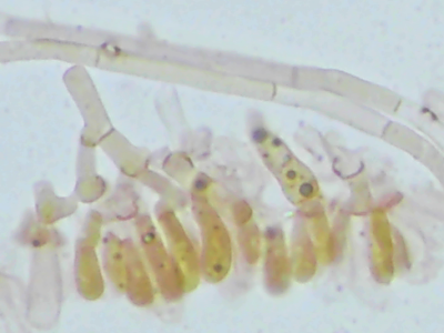 Ceriporia Reticulata