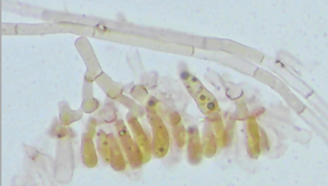 Ceriporia Reticulata