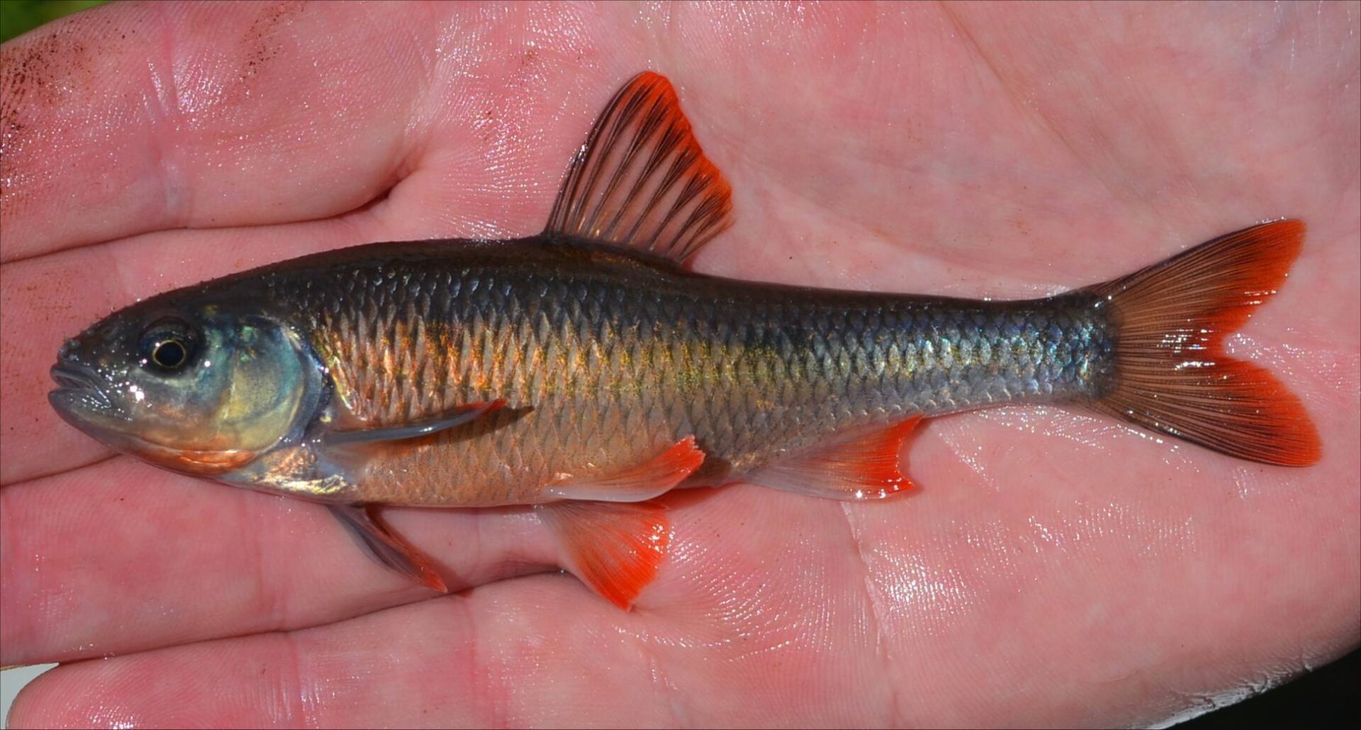Common Shiner