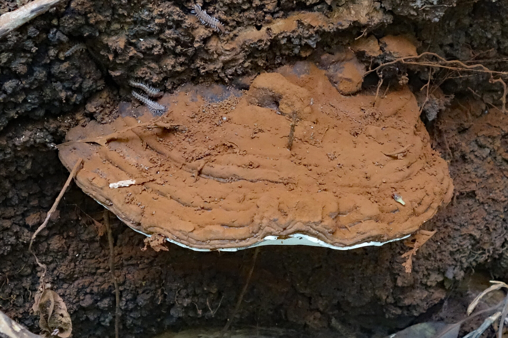 Ganoderma Adspersum