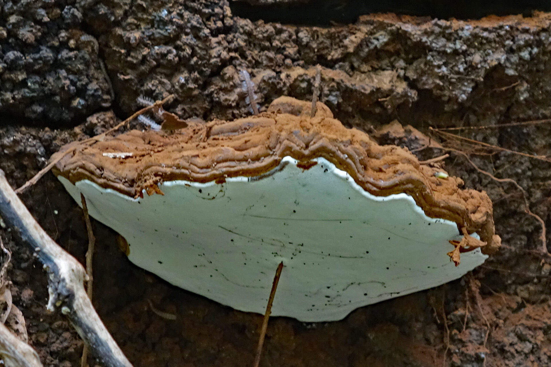 Ganoderma Adspersum