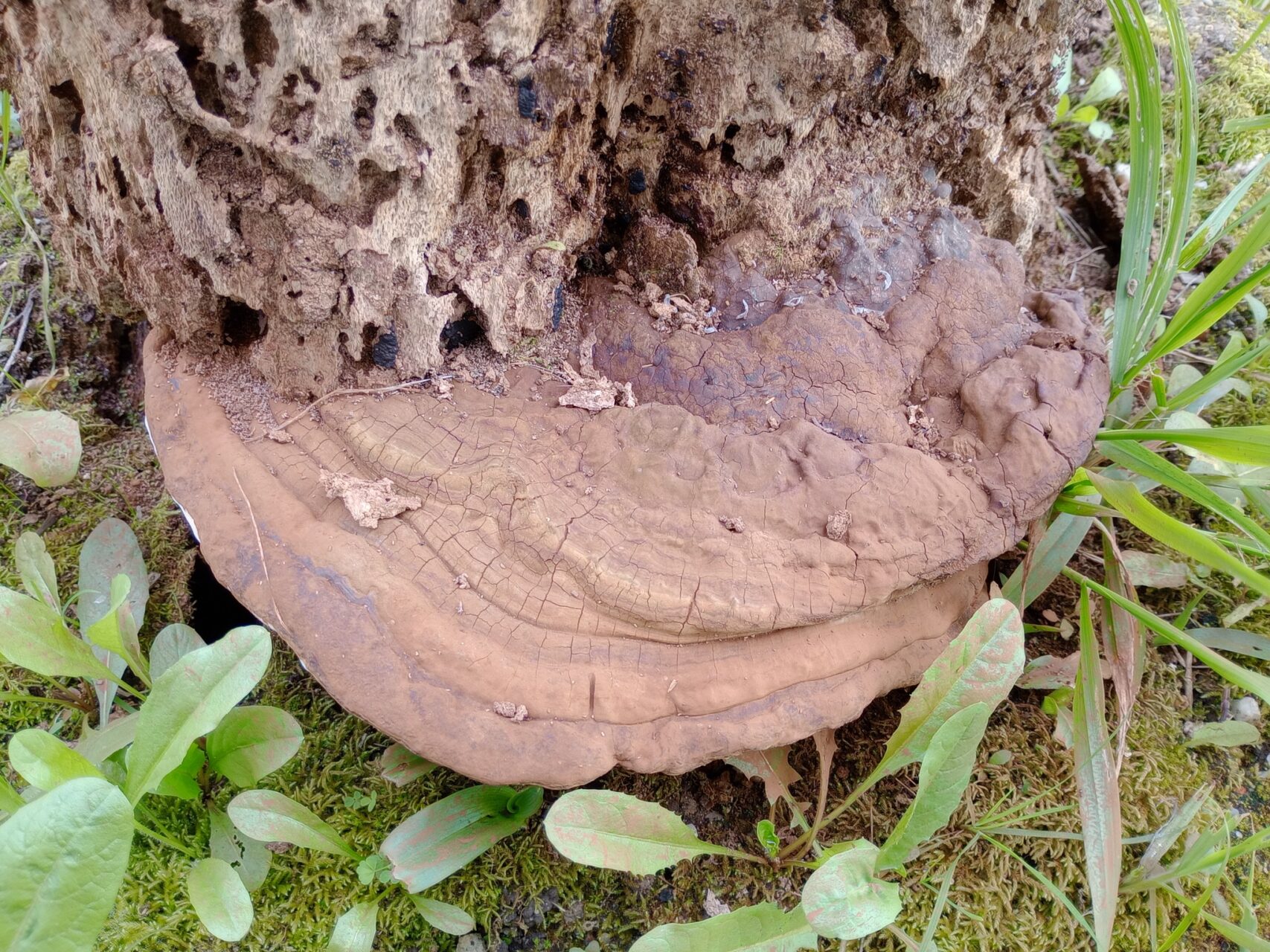 Ganoderma Adspersum