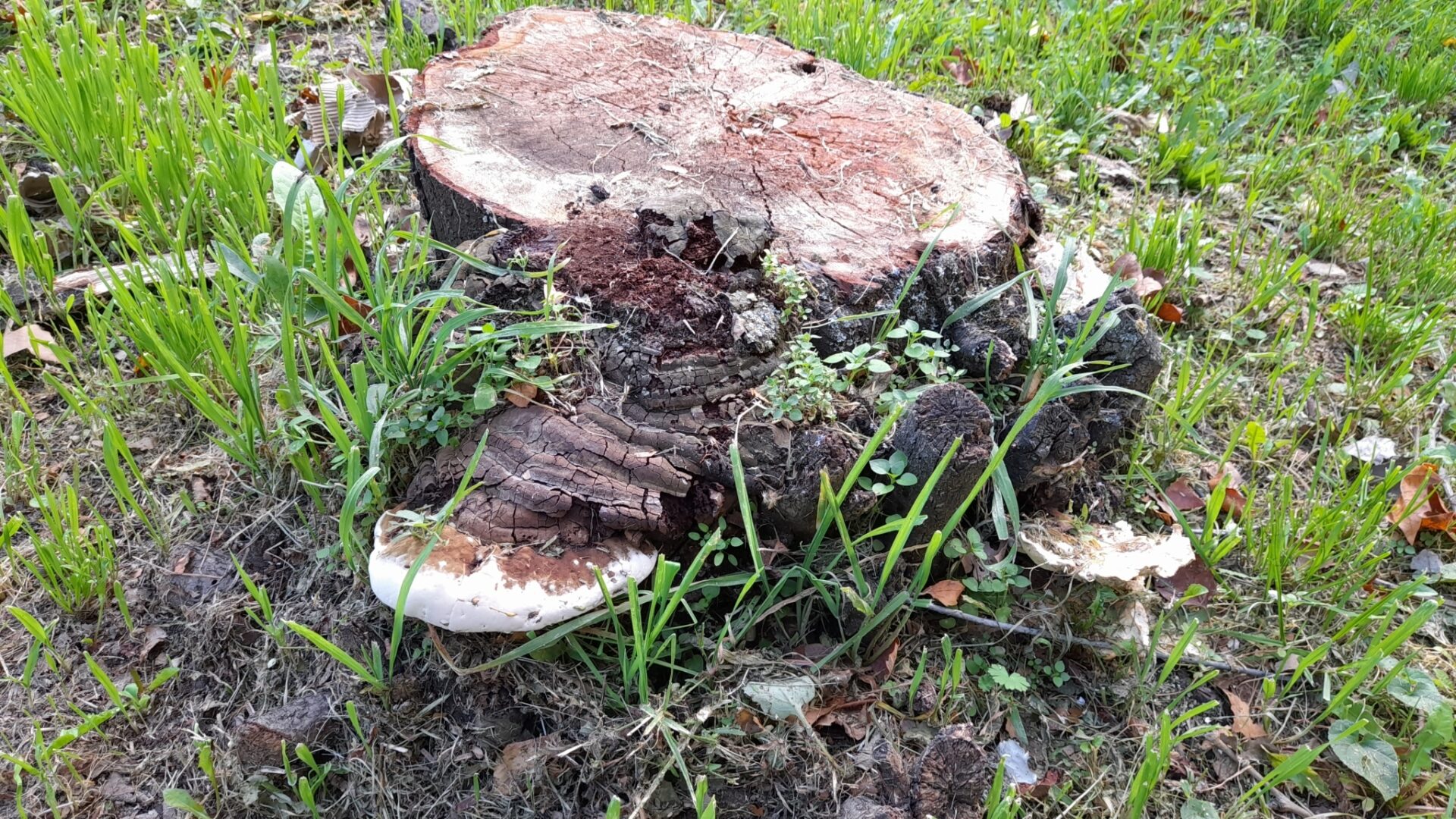 Ganoderma Adspersum