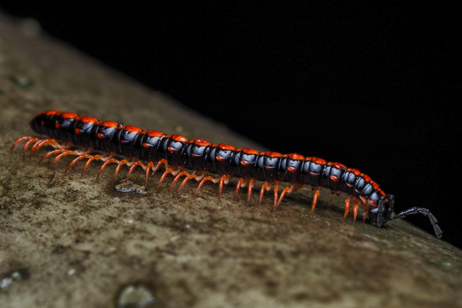 Helicorthomorpha Holstii