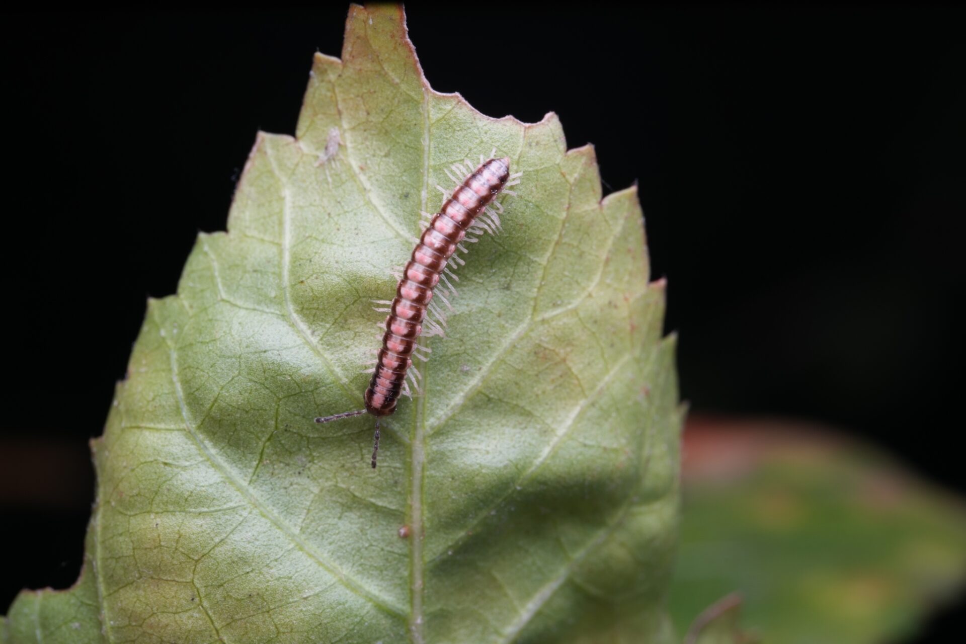 Helicorthomorpha Holstii