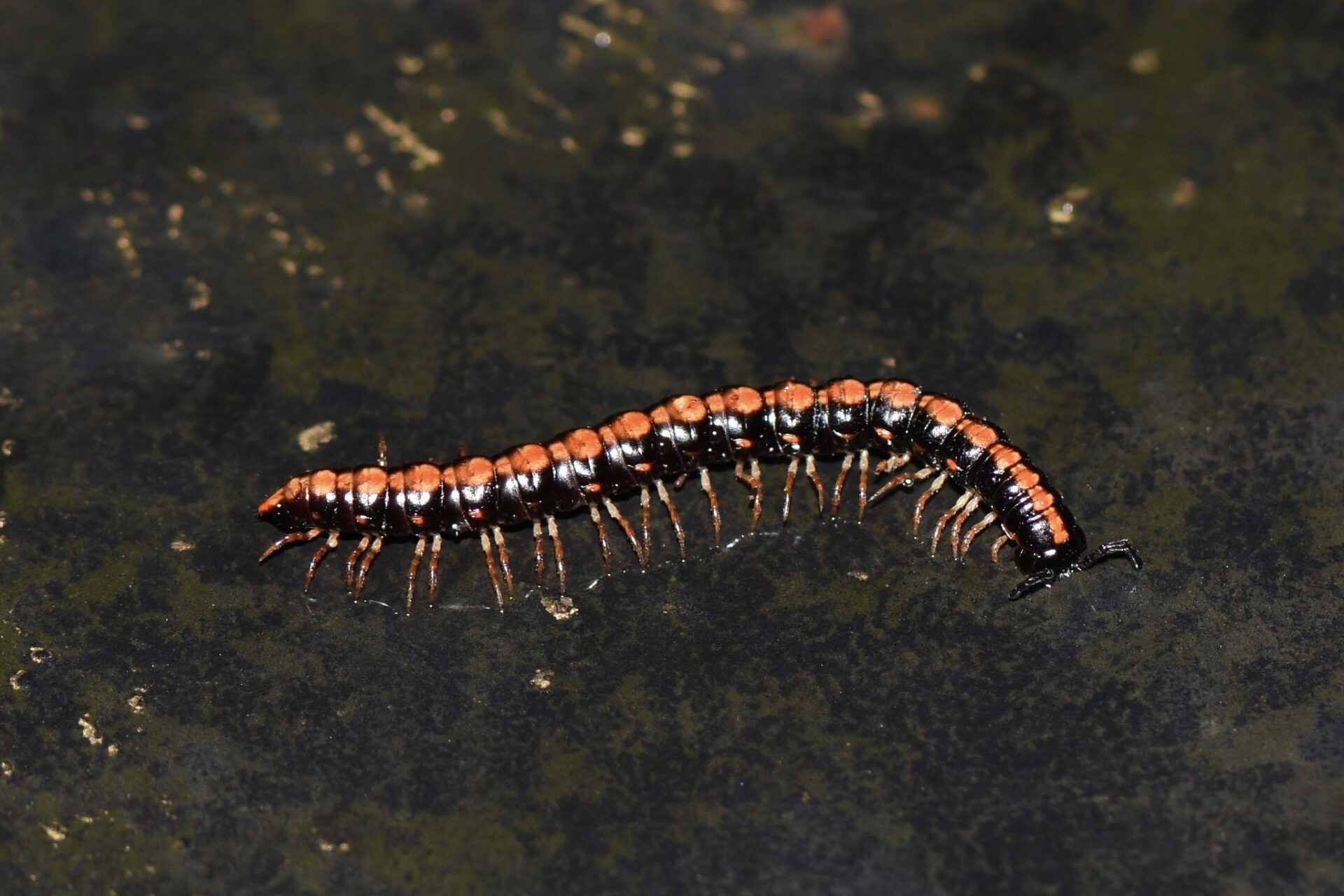 Helicorthomorpha Holstii