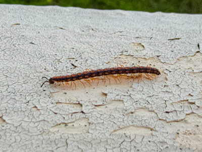 Helicorthomorpha Holstii