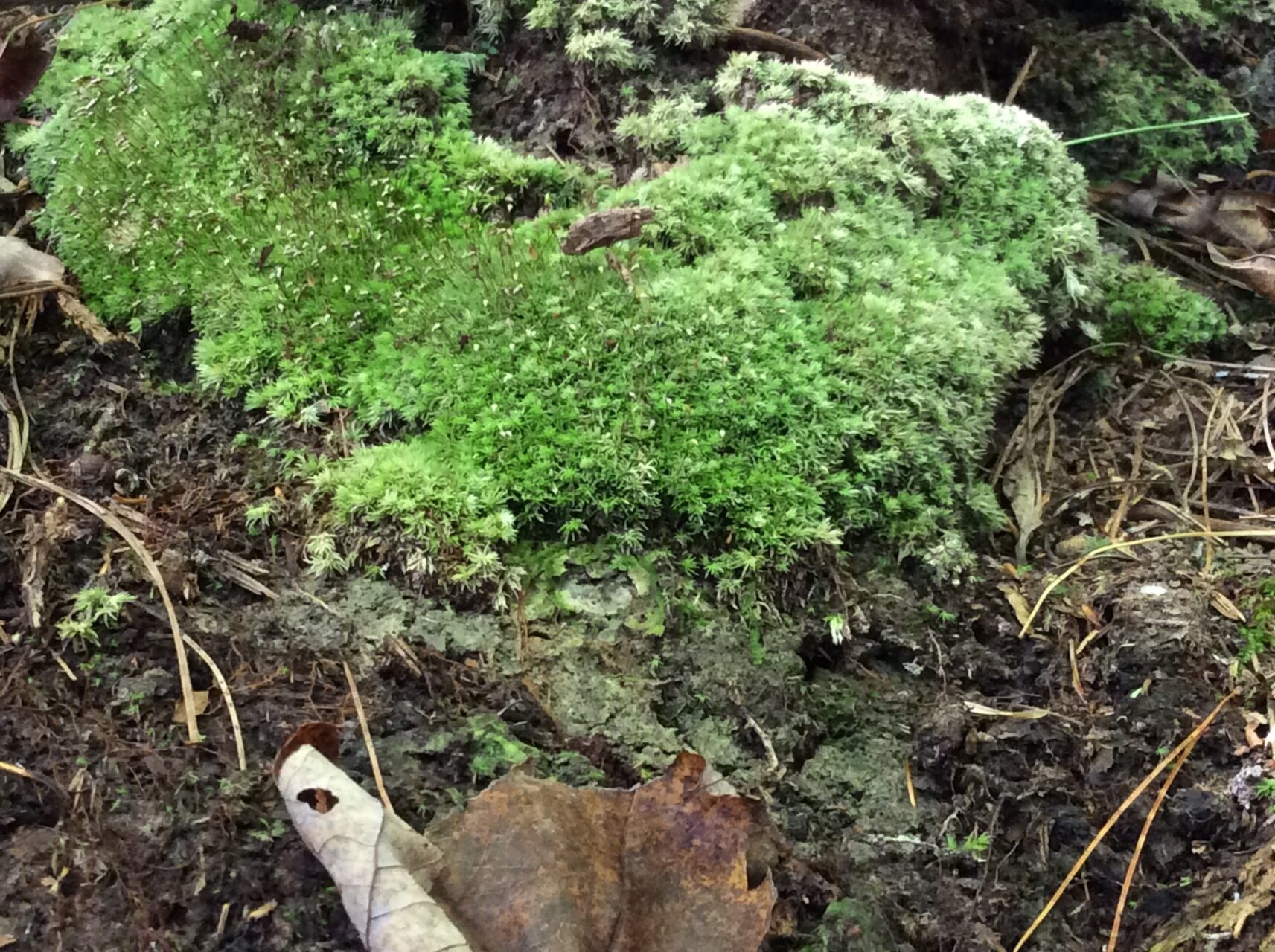 Leucobryum Albidum
