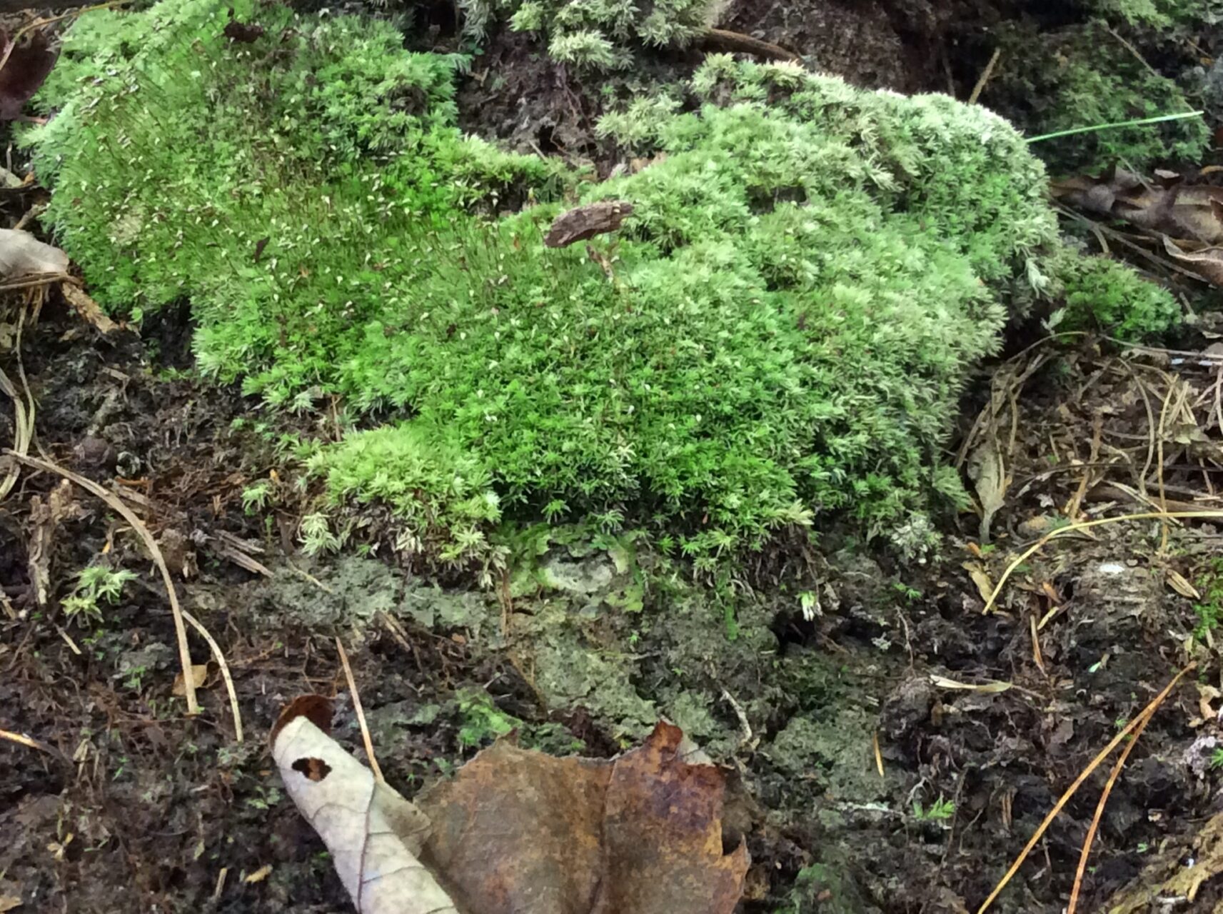 Leucobryum Albidum