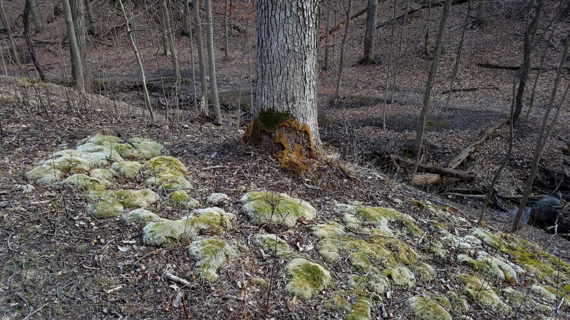 Leucobryum Albidum