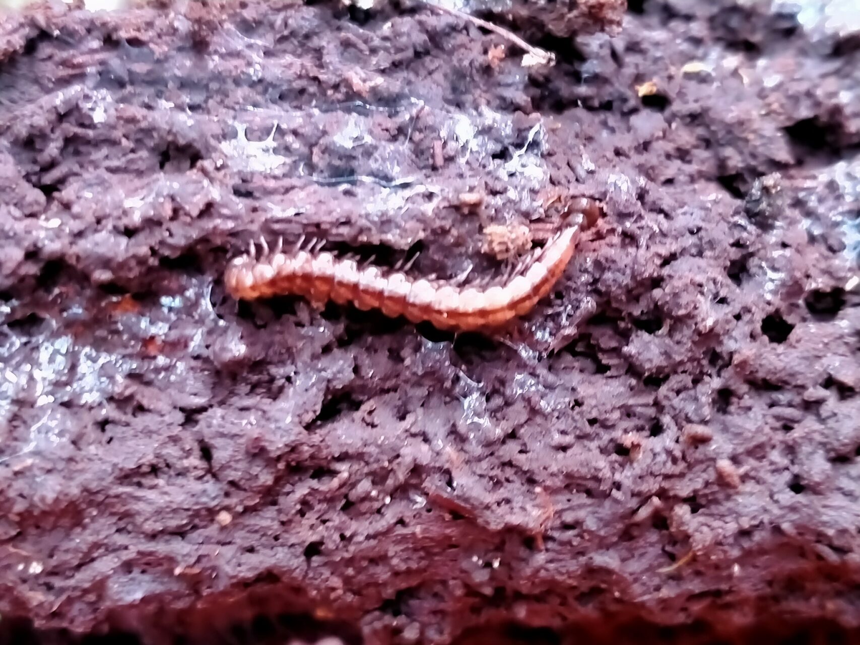 Notonesiotes Aucklandensis