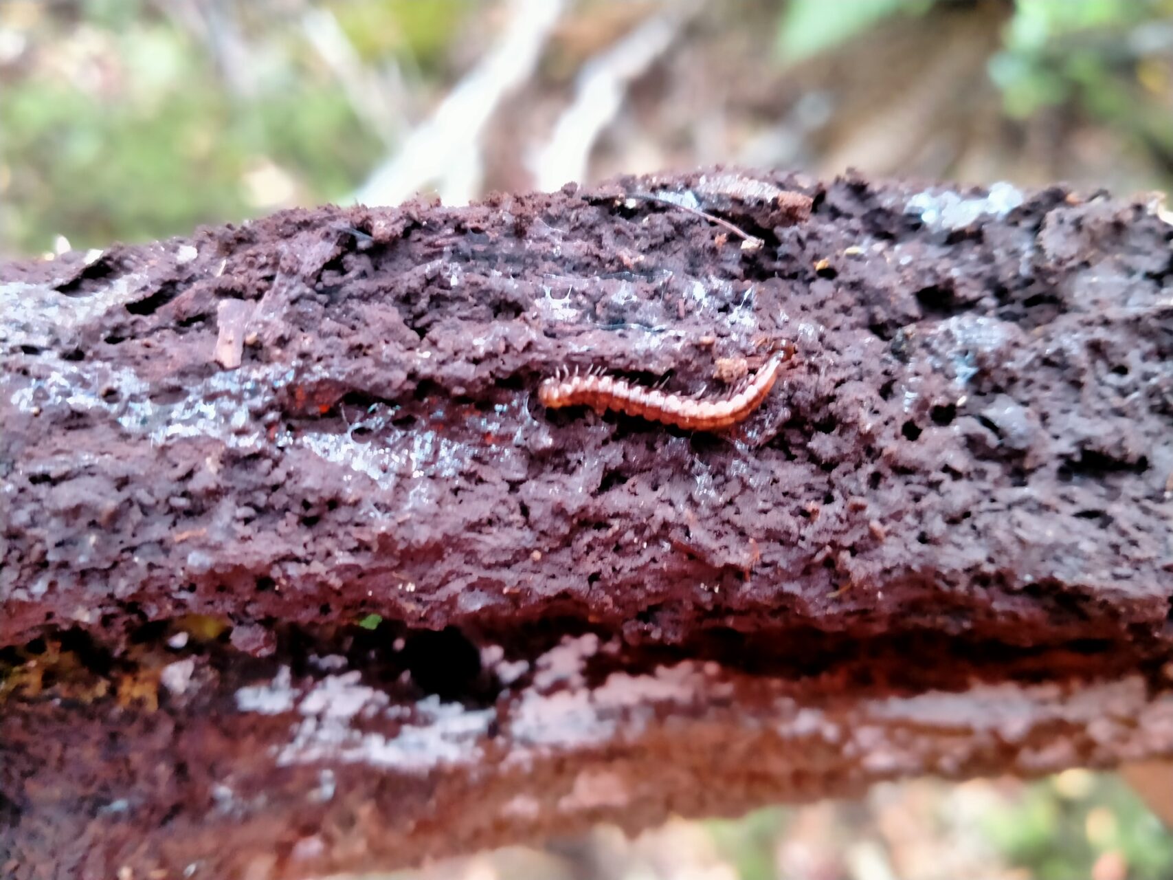 Notonesiotes Aucklandensis