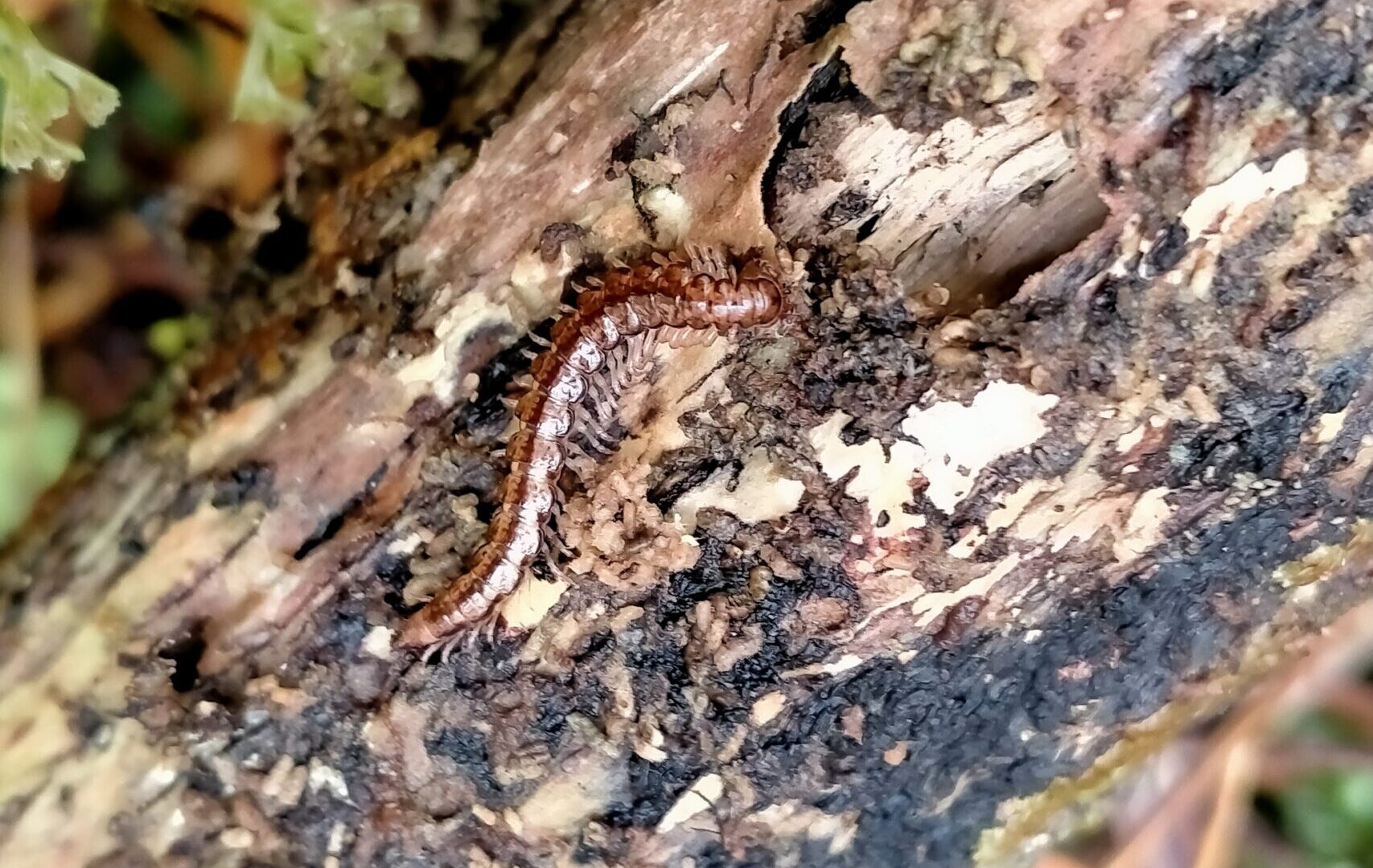 Notonesiotes Aucklandensis