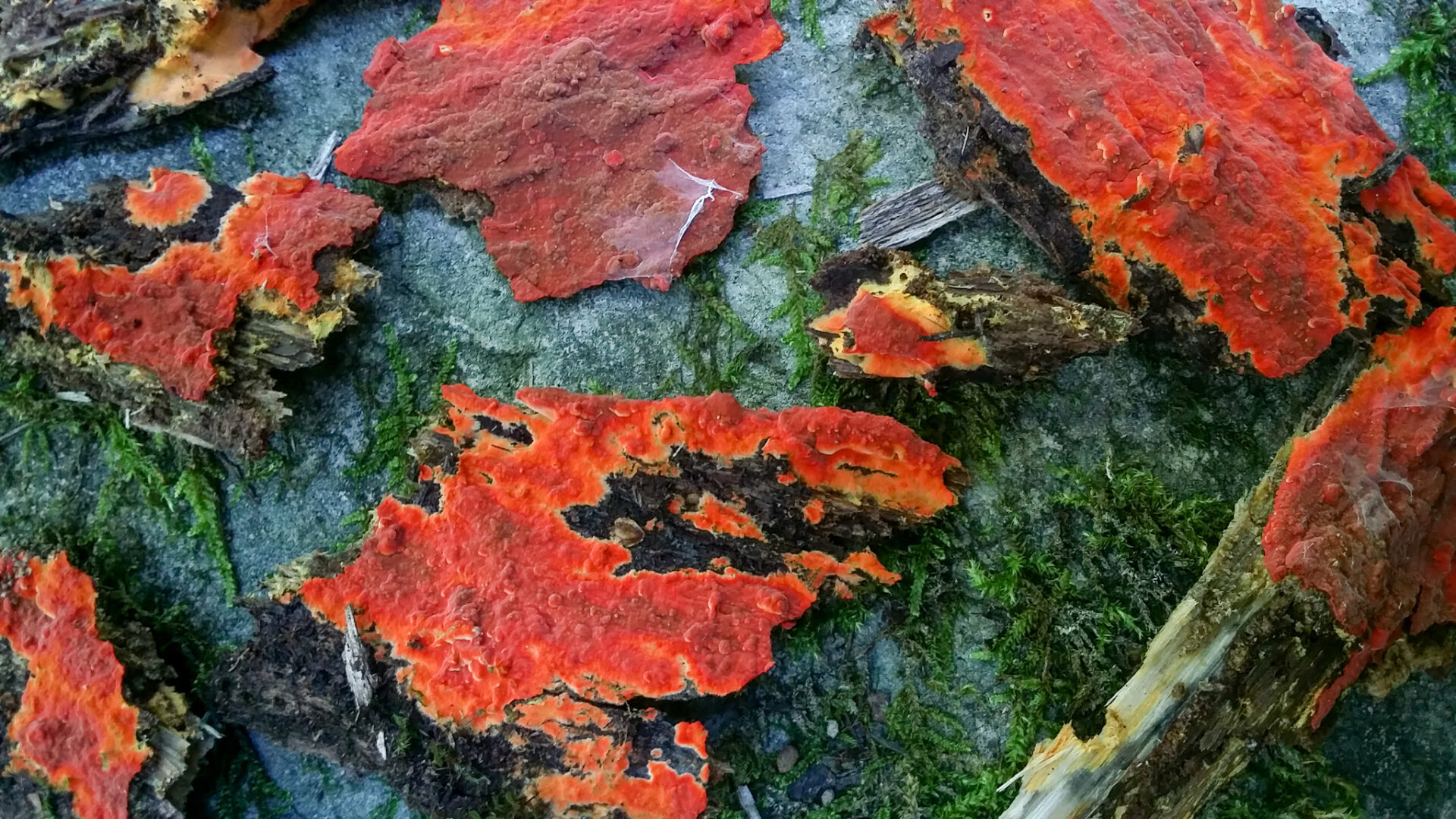 Phlebia Coccineofulva