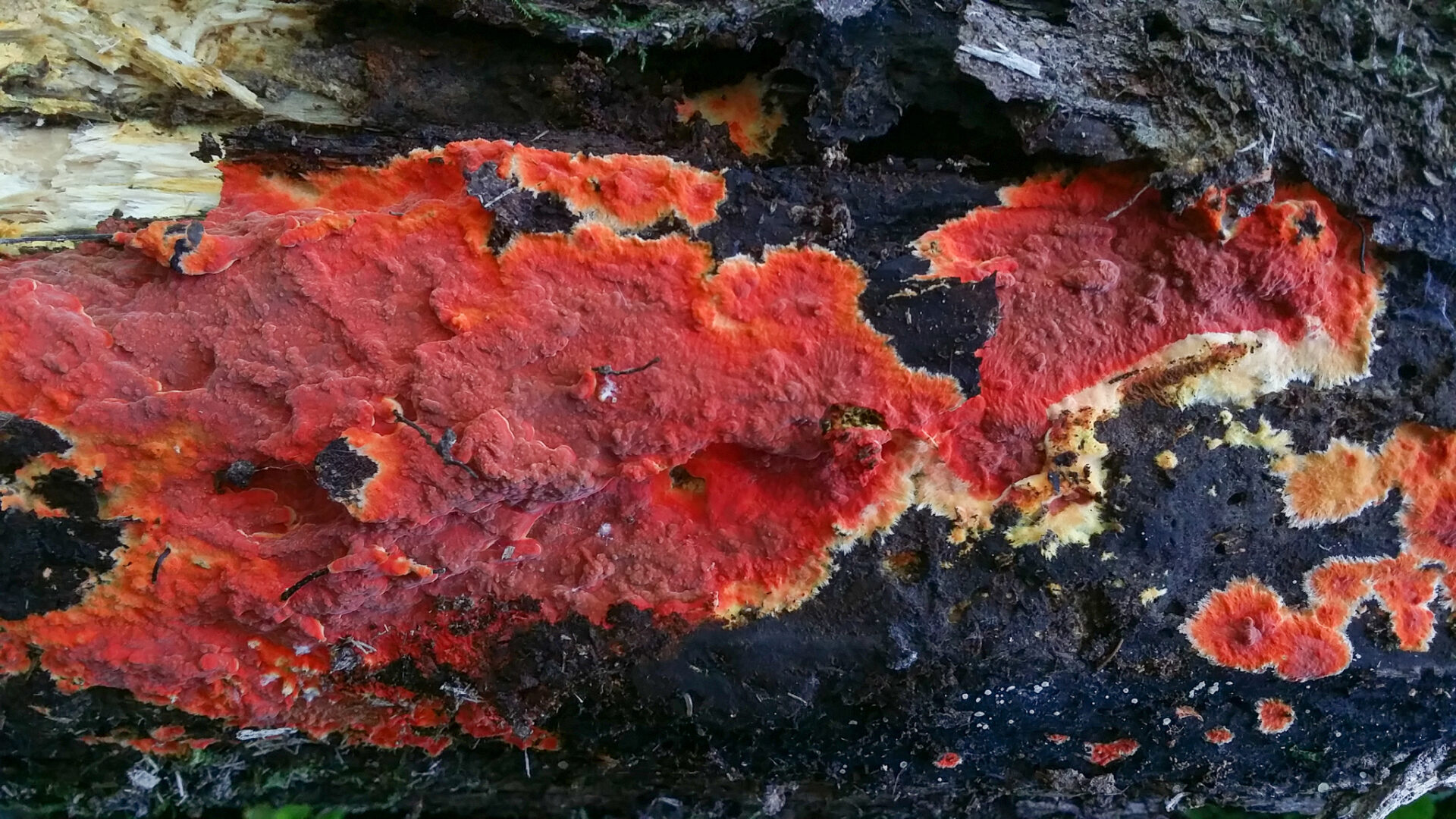 Phlebia Coccineofulva