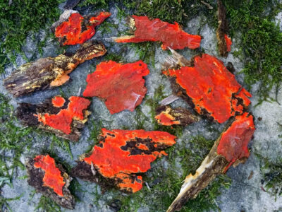 Phlebia Coccineofulva