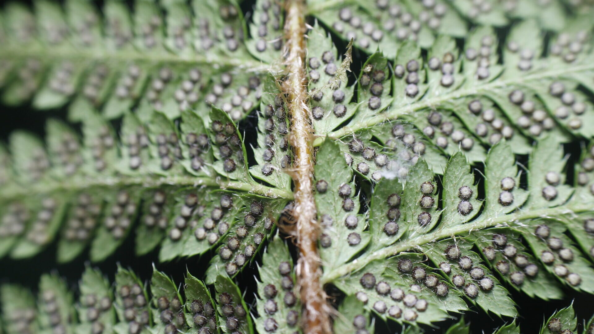 Polystichum Andersonii
