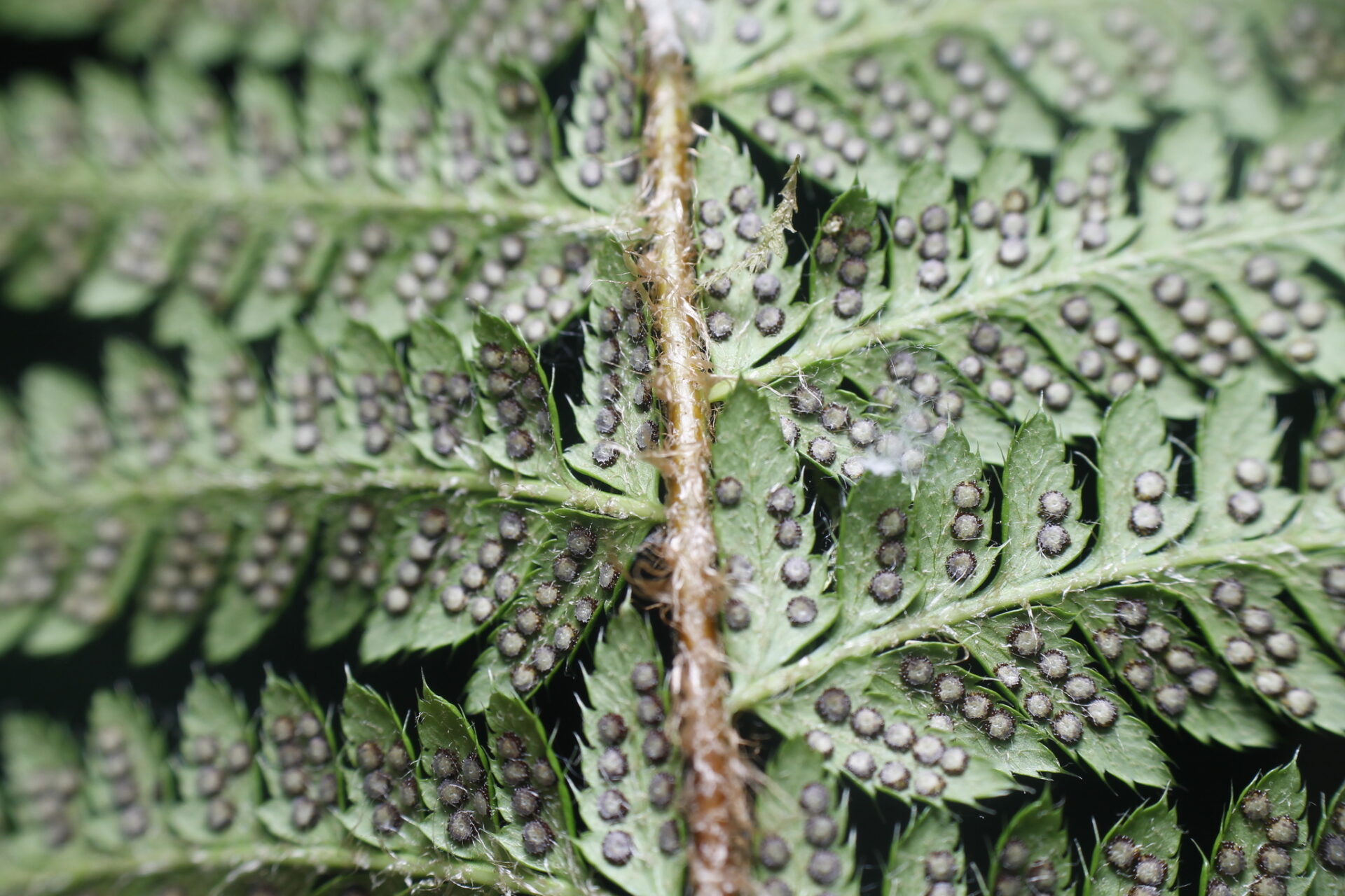 Polystichum Andersonii