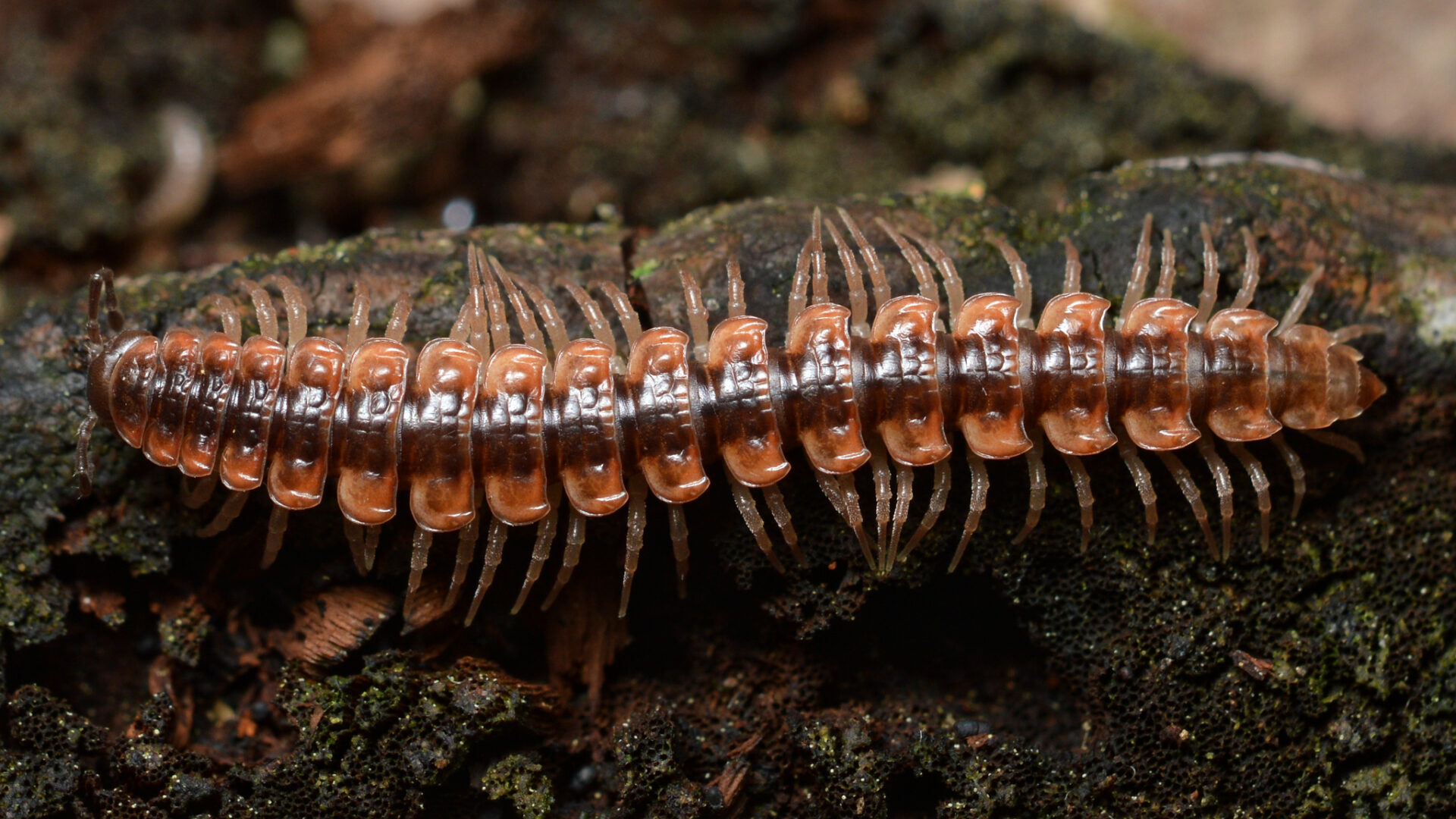 Pseudopolydesmus Canadensis
