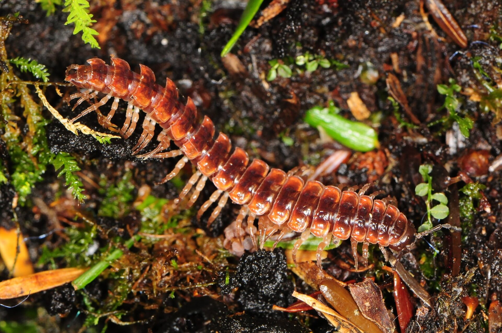 Pseudopolydesmus Canadensis