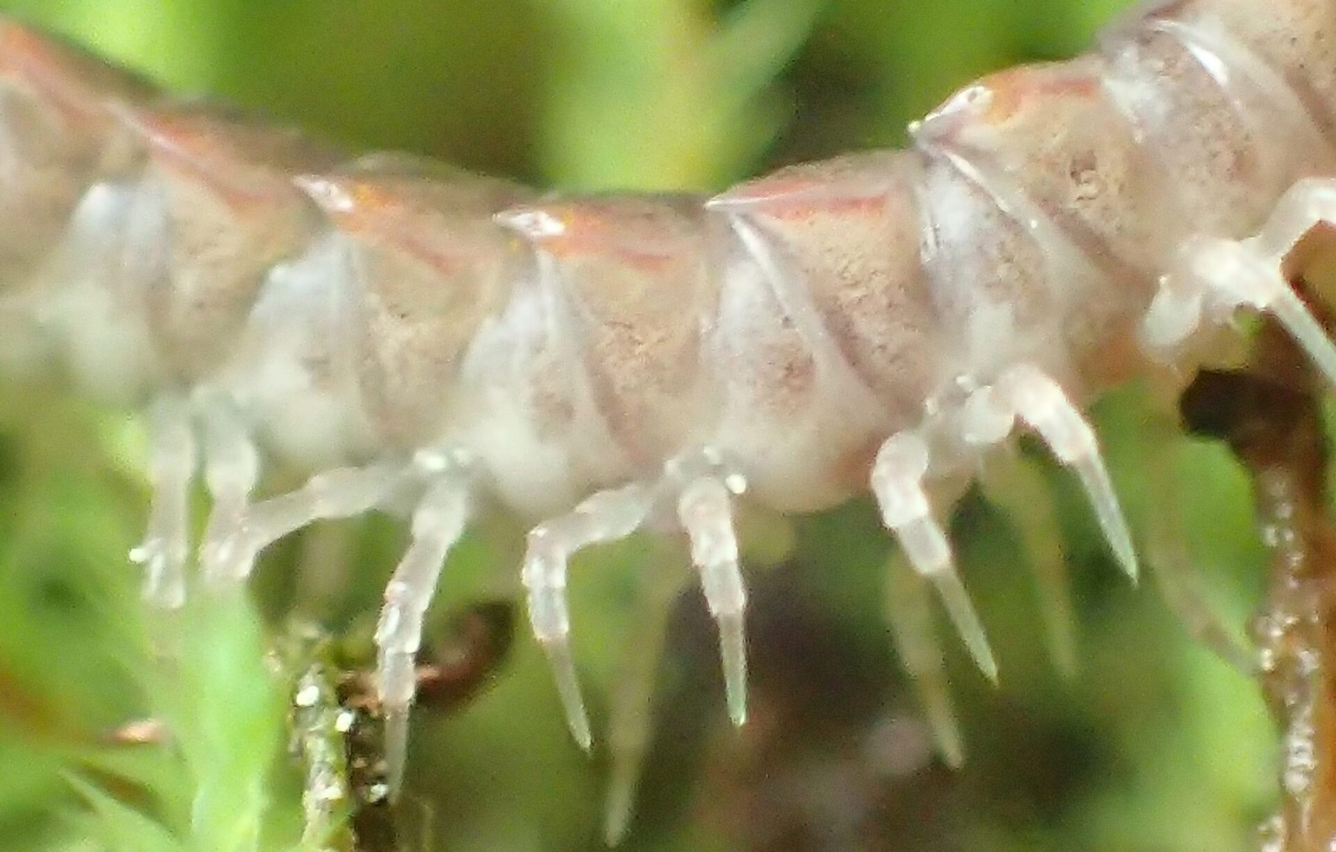 Pseudopolydesmus Serratus