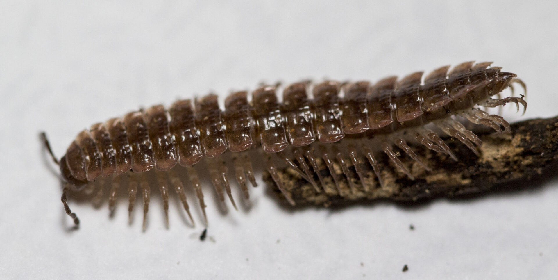 Pseudopolydesmus Serratus