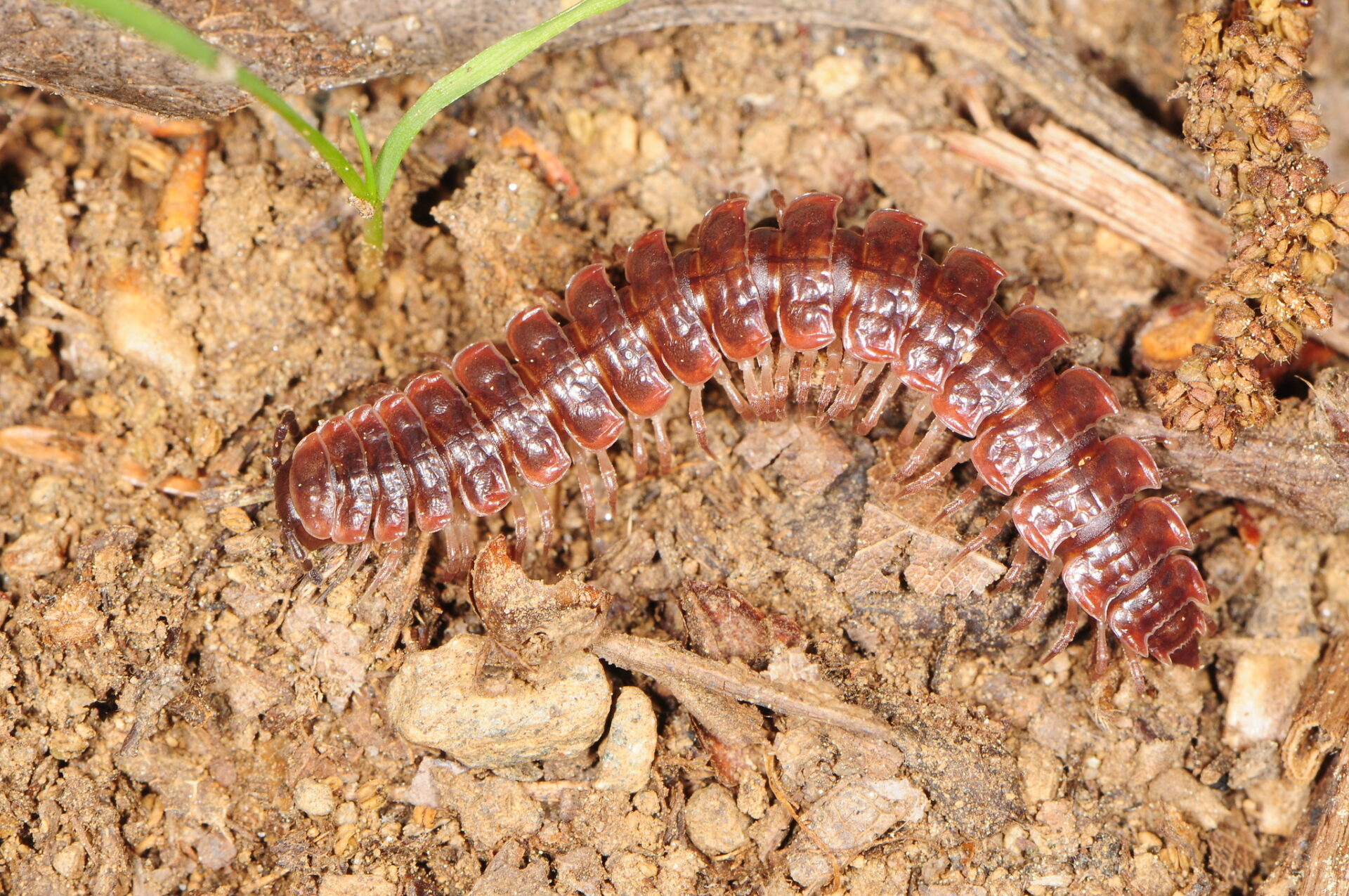 Pseudopolydesmus Serratus