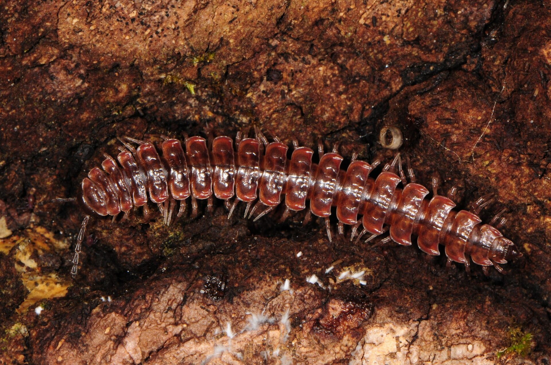 Pseudopolydesmus Serratus