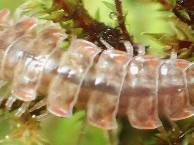 Pseudopolydesmus Serratus