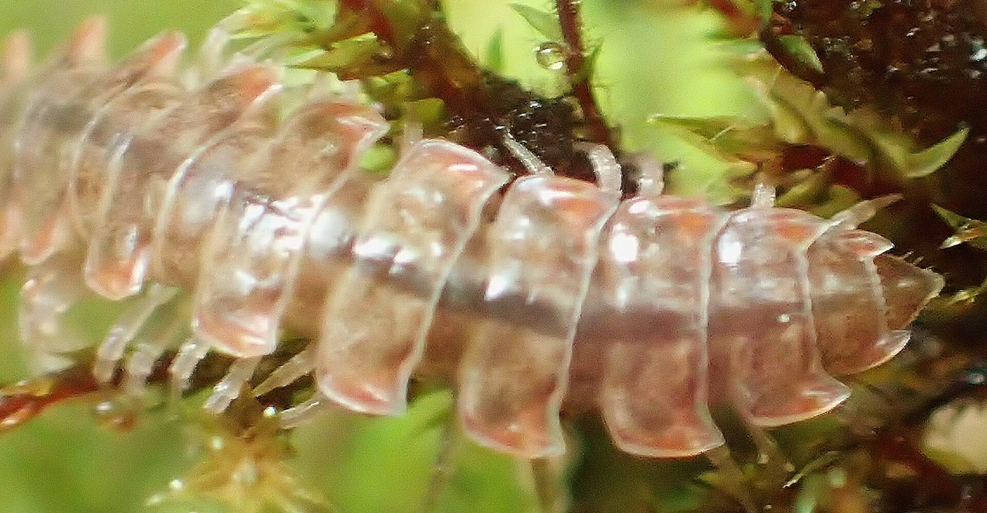 Pseudopolydesmus Serratus