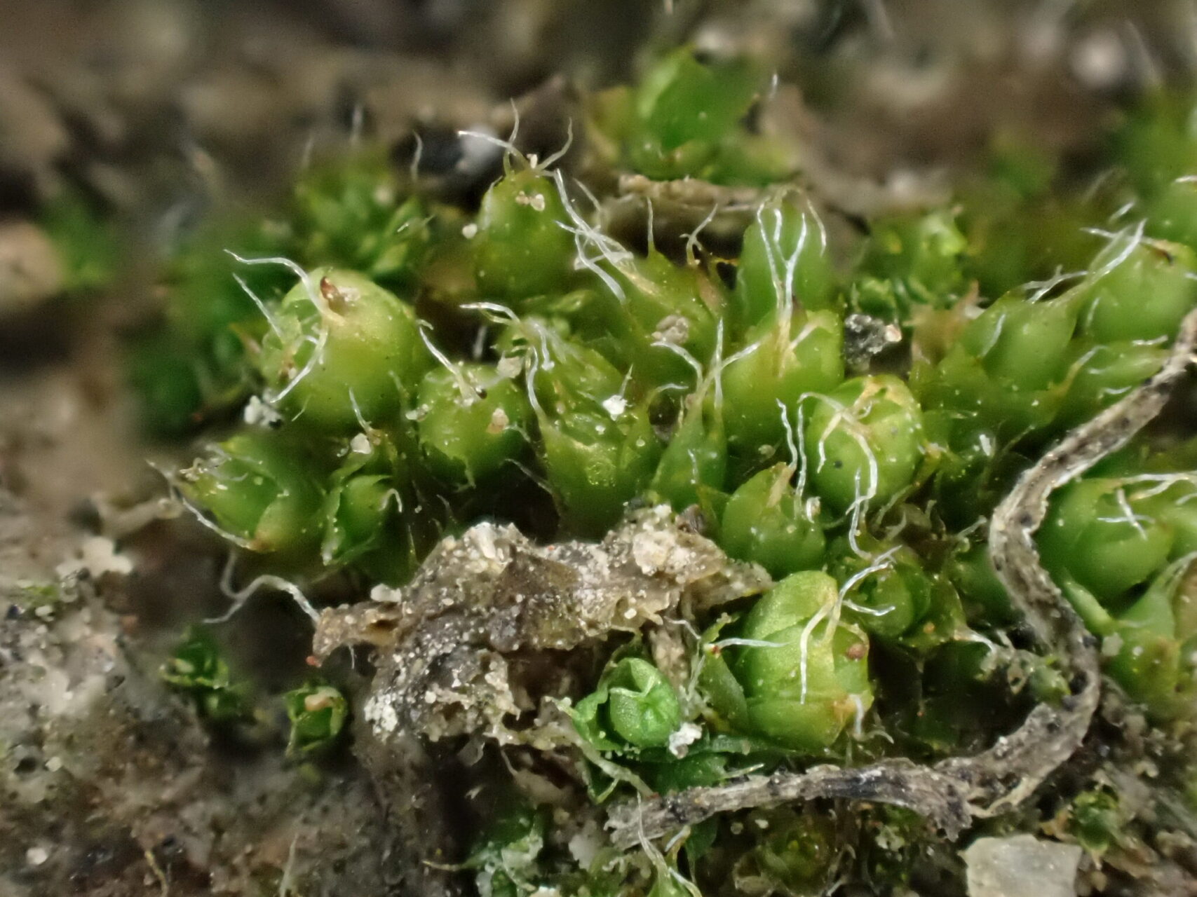 Pterygoneurum Kozlovii