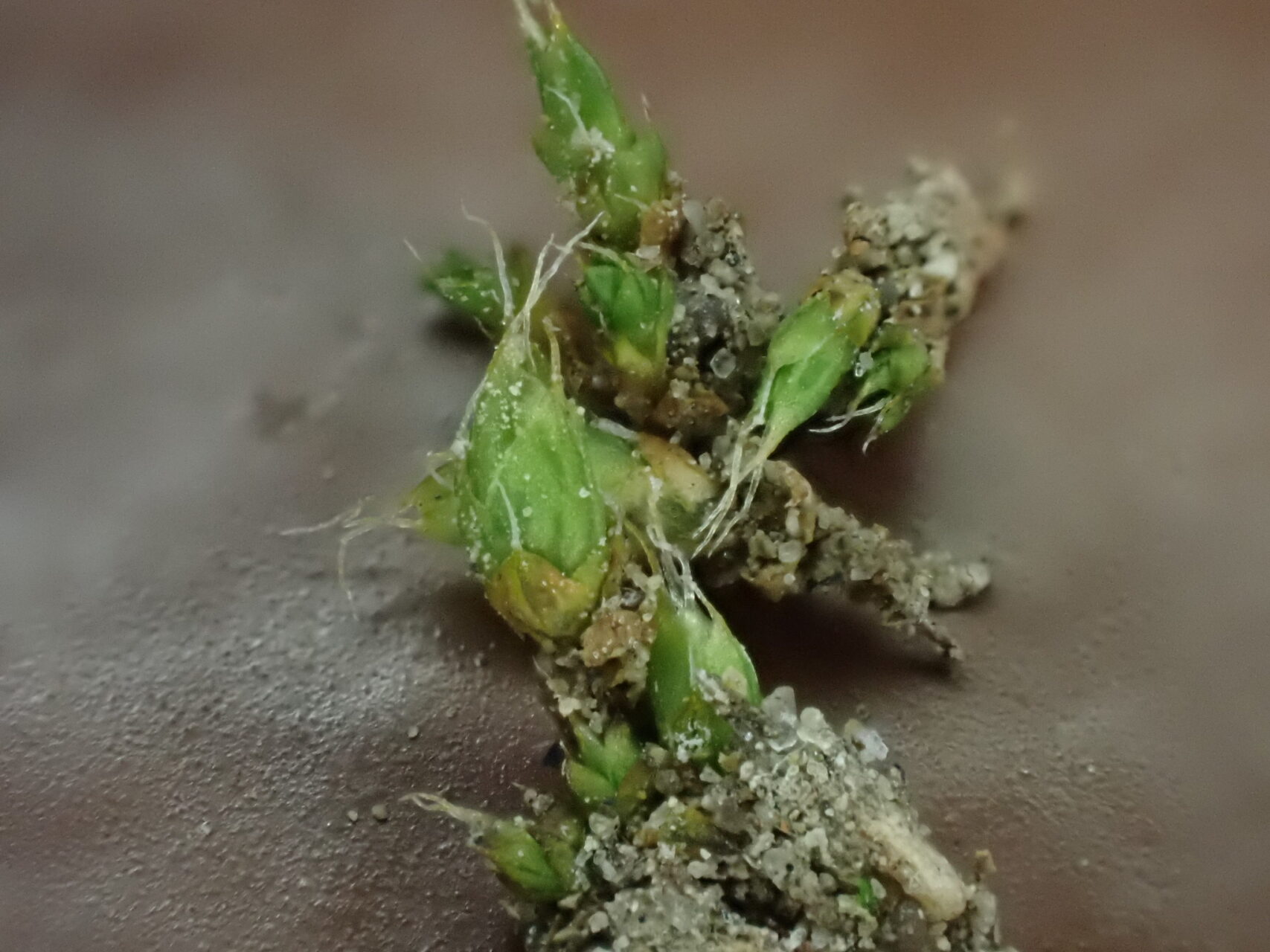 Pterygoneurum Kozlovii